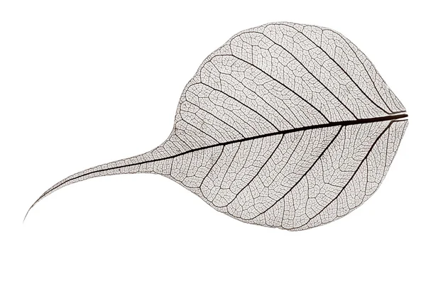 Small grey transparent dried fallen leaf — Stock Photo, Image