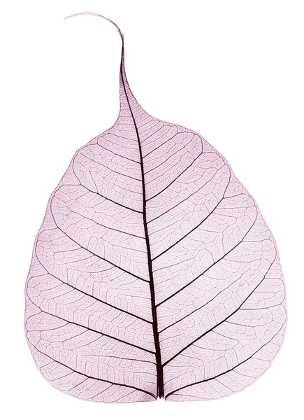 One purple transparent dried fallen leaf — Stock Photo, Image