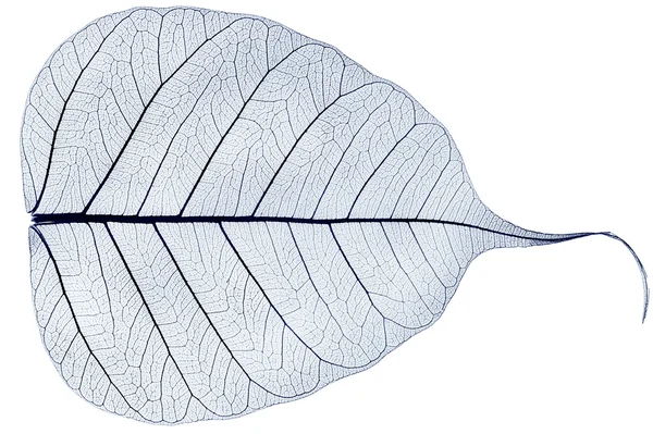 One blue transparent dried fallen leaf — Stock Photo, Image