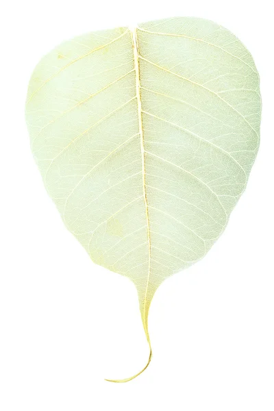 Yellow veins on dried fallen leaf — Stock Photo, Image
