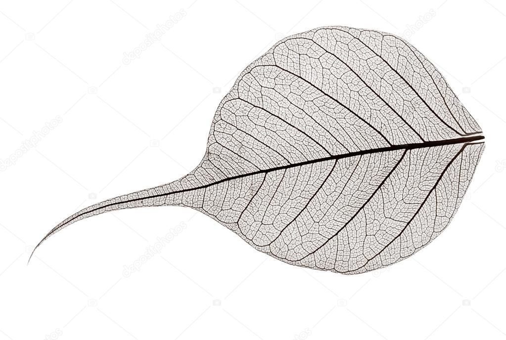 small grey transparent dried fallen leaf