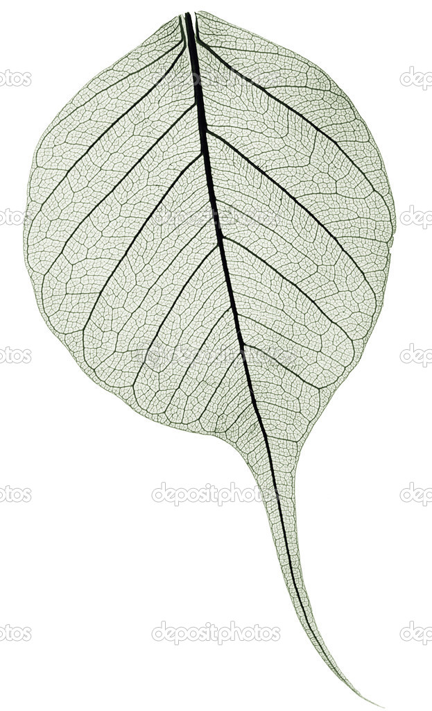 dark gree transparent dried fallen leaf