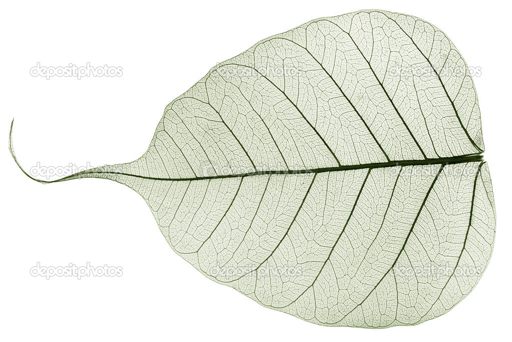 green transparent dried fallen leaf