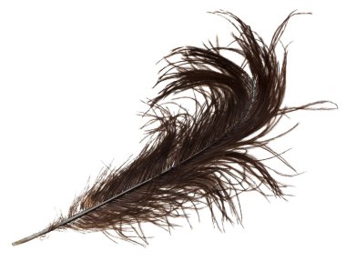 bird feather clipart