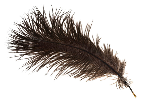 Птичье перо
