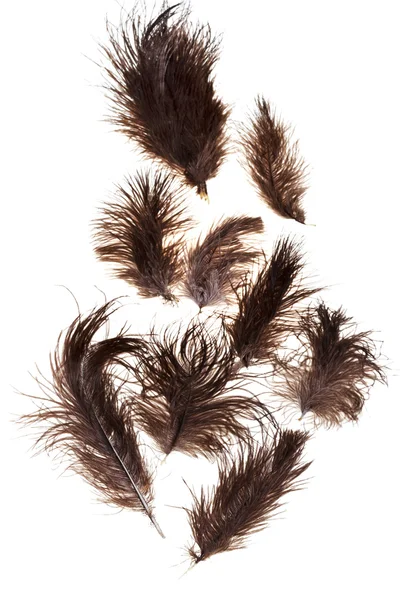 Bird feathers — Stock Photo, Image