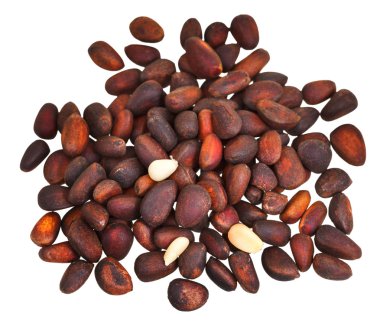 çok izole sedir fındık