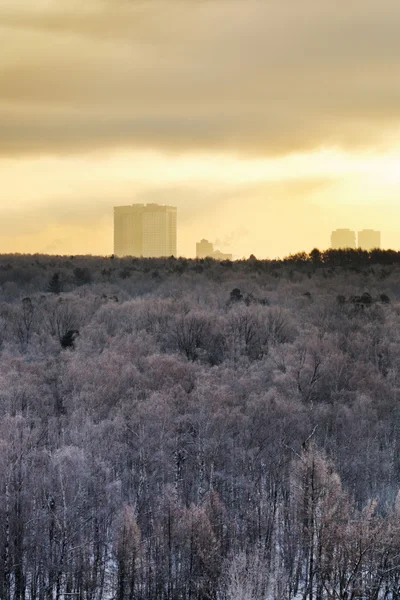 Cold yellow dawn over city park in winter — Stock Photo, Image