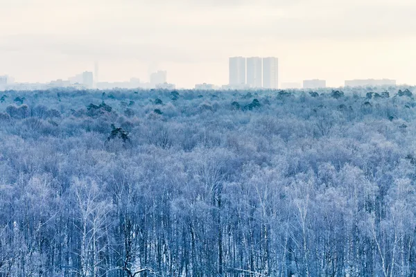 Koude blauwe dageraad over stadspark in de winter — Stockfoto