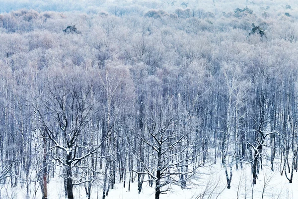 Холодный голубой рассвет над снежным лесом зимой — стоковое фото