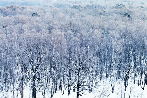 Frío amanecer azul sobre el bosque nevado en invierno — Foto de Stock