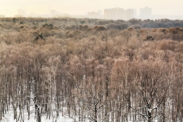 Parque de la ciudad en la fría mañana de invierno —  Fotos de Stock