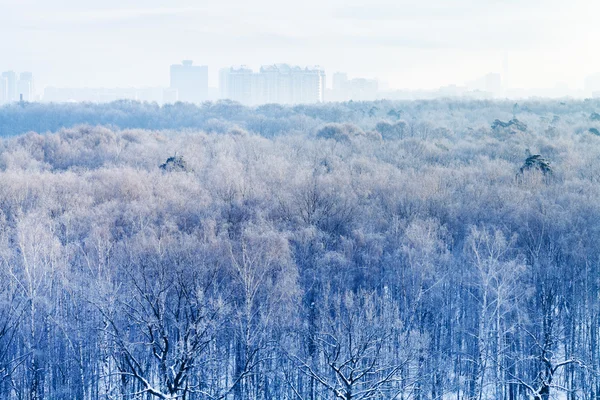 Mattina presto sul parco urbano ghiacciato in inverno — Foto Stock