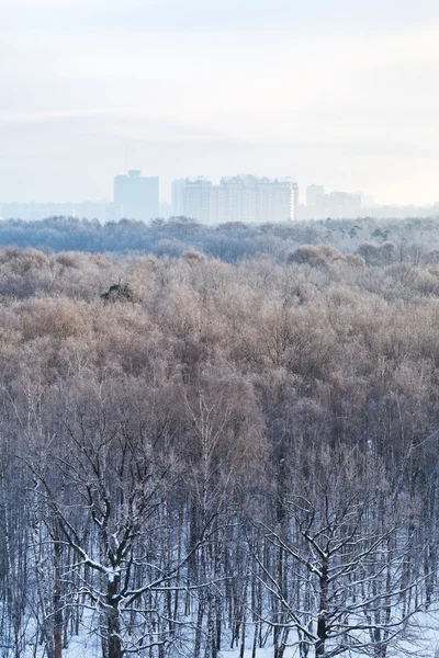 Koude blauwe zonsopgang boven stadspark in de winter — Stockfoto