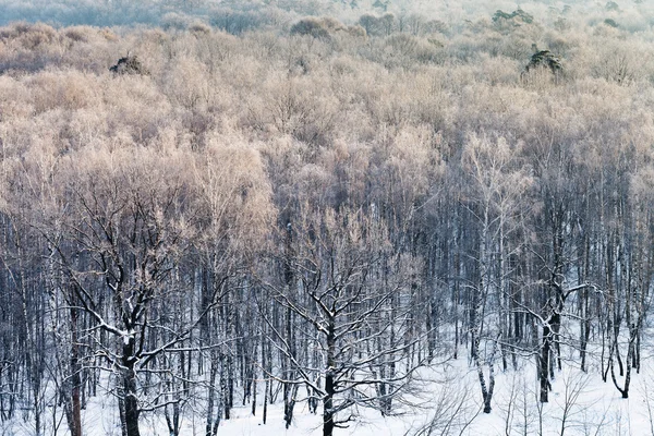 白雪皑皑的丛林，在寒冷的冬天的早晨 — 图库照片