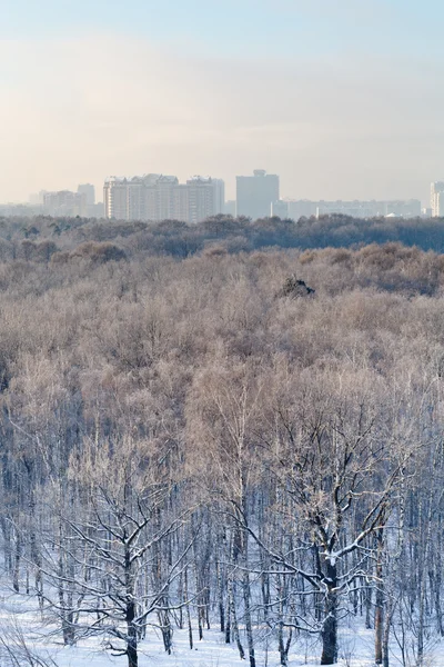 在冬天的早晨，在城市公园霜蓝蓝的天空 — 图库照片