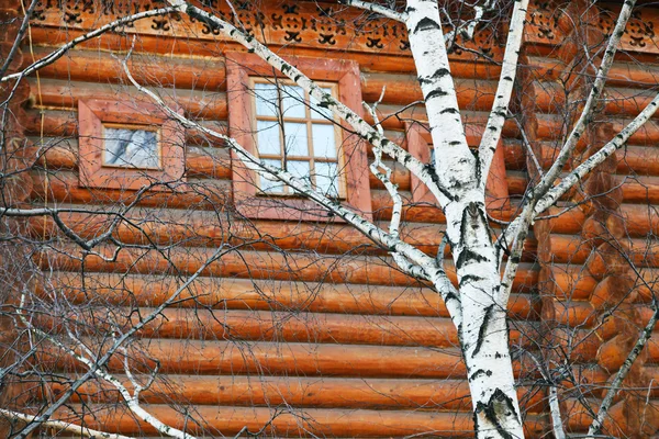 Birch tree in de buurt van houten blokhuis in het voorjaar van — Stockfoto