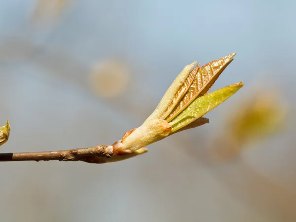Junge Blätter am Zweig am Frühlingstag — Stockfoto