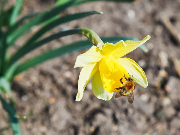 Bumble bee gathering nectar from narcissus — Stock Photo, Image