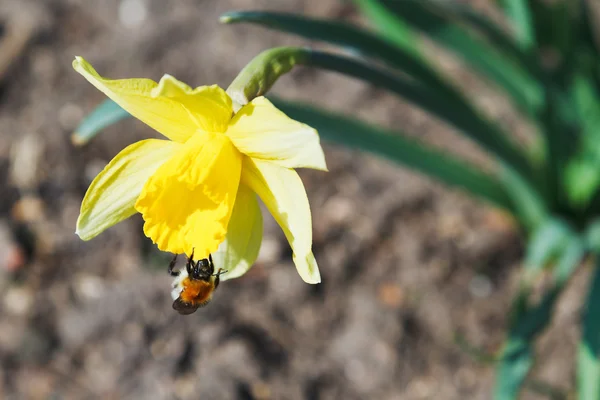 Bumble bee collects nectar from narcissus — Stock Photo, Image