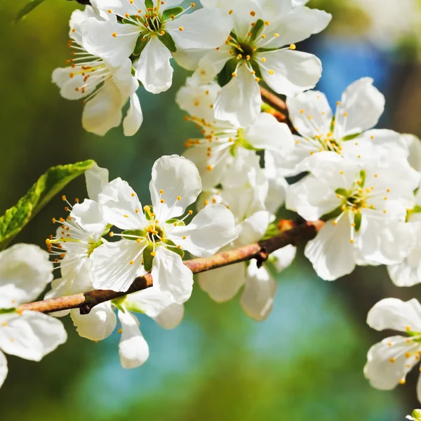 Ramita de flores de cerezo de cerca — Foto de Stock