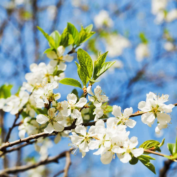 Ramita de flores de cerezo — Foto de Stock