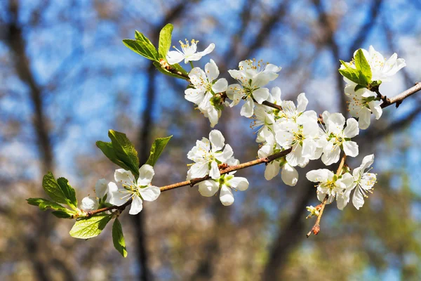 Kvist blommande Cherry — Stockfoto