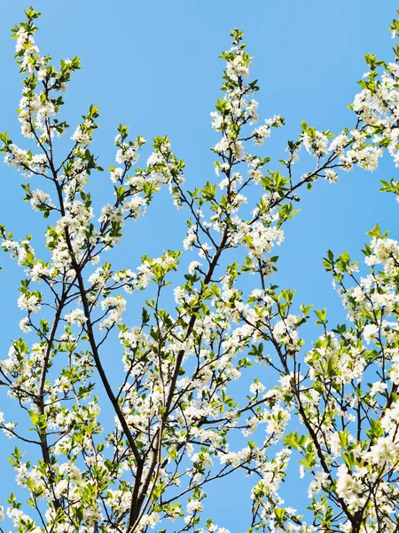 Mnoho výhonků kvetoucí třešeň — Stock fotografie