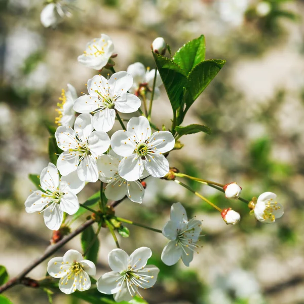 Kvist blommande körsbär i vårträdgård — Stockfoto