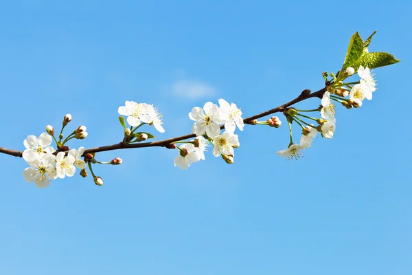 Kvist av körsbär blommar på blå himmel — Stockfoto