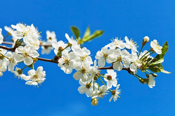 Twig of blossoming cherry on blue sky — Stock Photo, Image