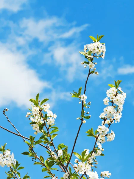 Několik snítek Třešňové květy — Stock fotografie