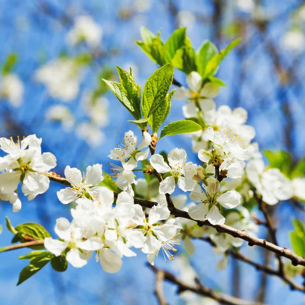 kiraz çiçekleri Şubesi