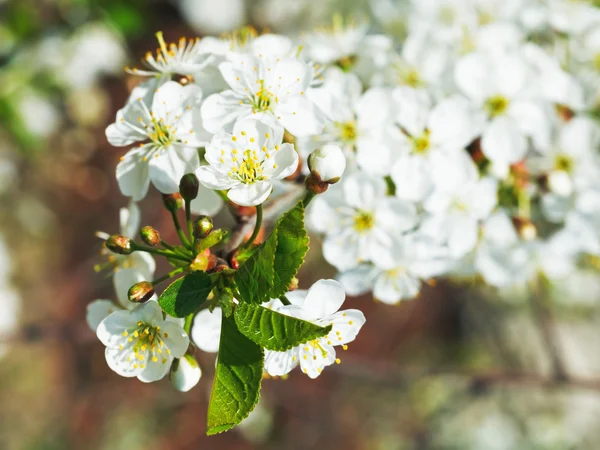 Fiori bianchi su ramoscello di ciliegio da vicino — Foto Stock