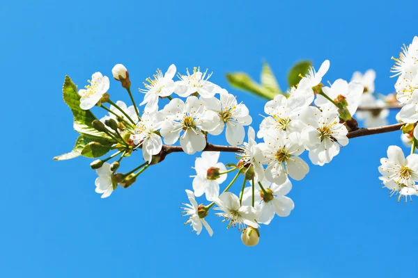 Gren av blommande körsbär på blå himmel — Stockfoto