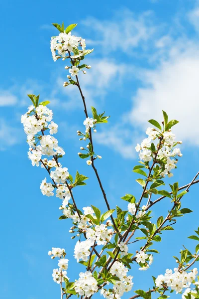 Några kvistar av körsbär blommar — Stockfoto
