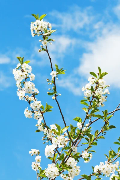 Poucos galhos de flores de cereja — Fotografia de Stock