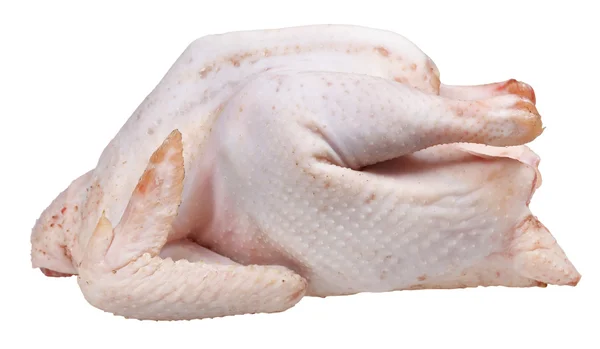 Pollo desplumado crudo aislado — Foto de Stock