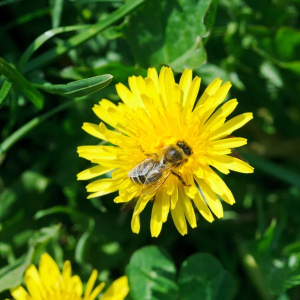 Arı karahindiba çiçeğinden nektar topluyor. — Stok fotoğraf