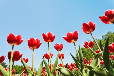 Tulipani rossi ornamentali sul campo di fiore