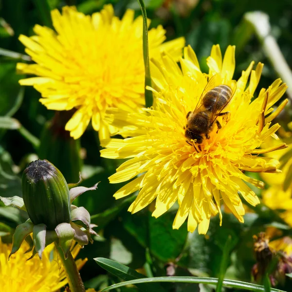 Bee eating nectar on dandelion flowe — Stock Photo, Image