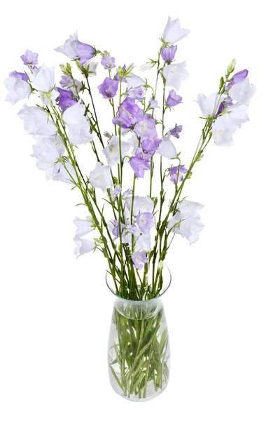 Bunch of campanula bellflower in glass vase — Stock Photo, Image