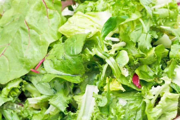 Green leaves in fresh italian lettuce appetizer — Stock Photo, Image