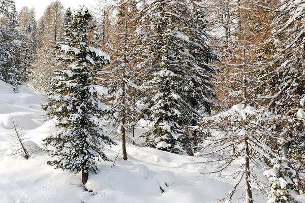 Floresta de coníferas coberta de neve em Dolomites, Itália — Fotografia de Stock