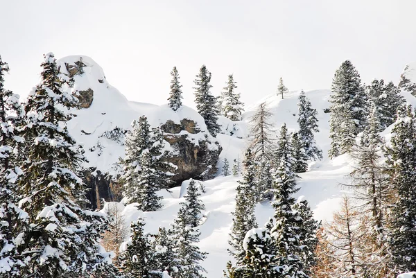 Bosque de coníferas en la ladera de nieve en Dolomitas —  Fotos de Stock
