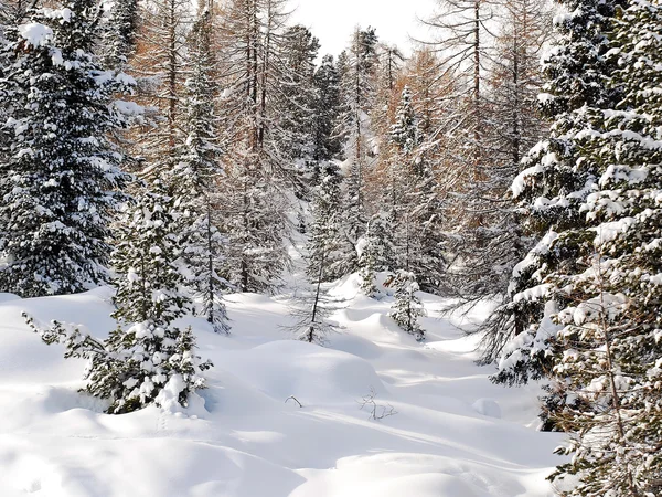 Madera de coníferas de nieve en Dolomitas, Italia —  Fotos de Stock