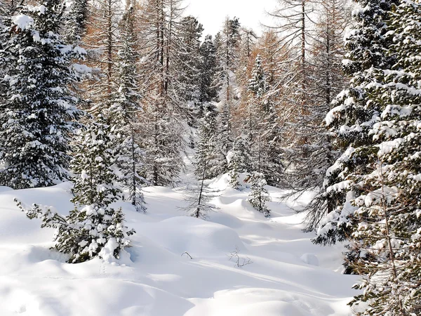 ドロミテ、イタリアで雪球果を結ぶ木 — ストック写真