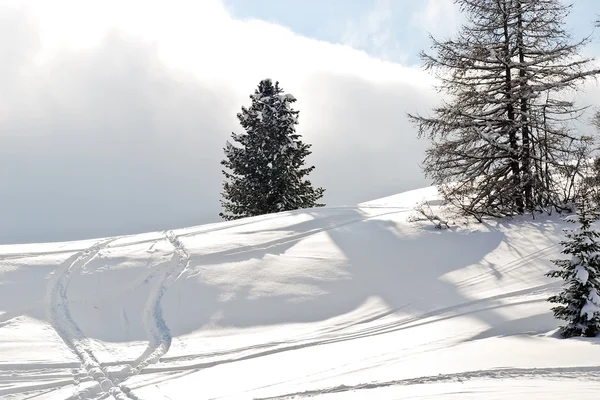 Corrida de esqui em torno de abeto em Dolomites, Itália — Fotografia de Stock