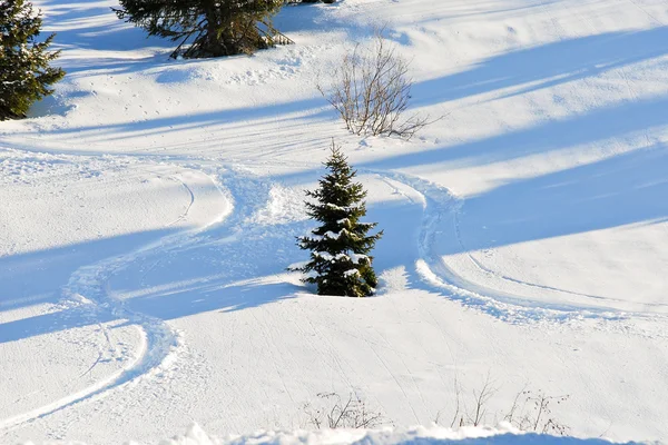 Лыжные трассы вокруг елки на снежном склоне — стоковое фото