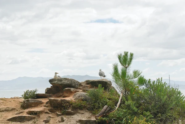 Gabbiani sulle isole Cies in Atlantico, Spagna — Foto Stock